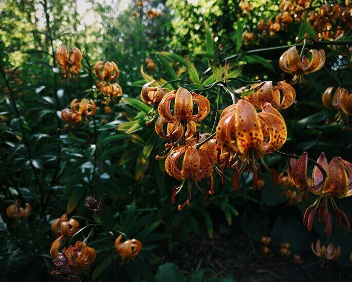 Botanical Garden, Reykjavík