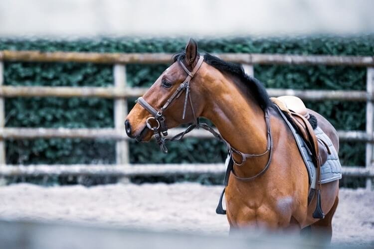 Bitless Bridles vs Hackamore: What’s The Difference?