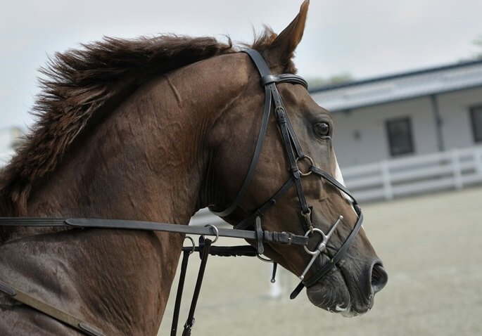 Bitless Bridles vs Hackamore