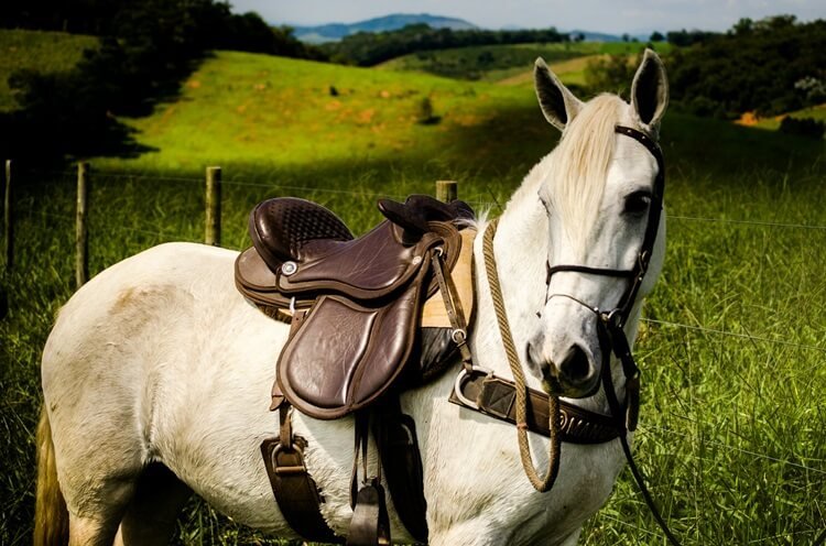 Best Saddle Brands